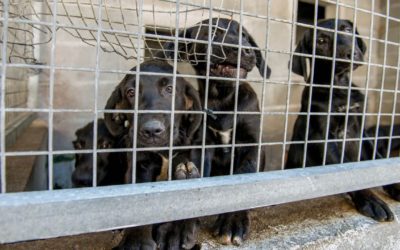 CA leva a Pleno una moción promovida por Libera para aumentar a dotación da Lei de Benestar Animal